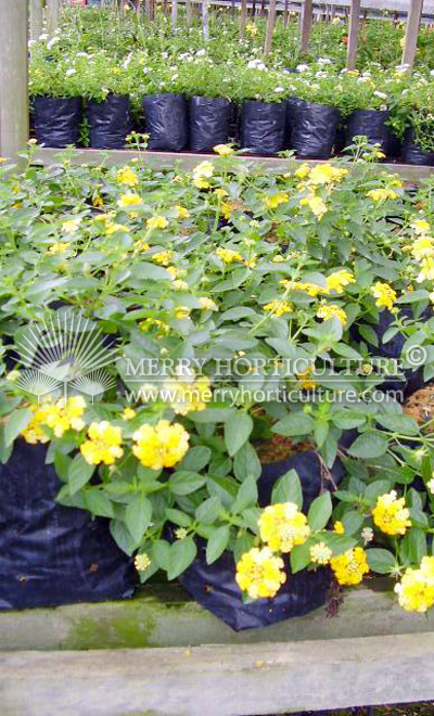 Lantana yellow